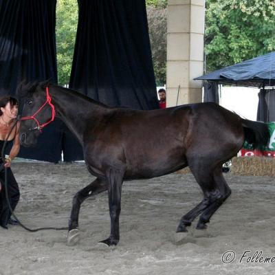 Spectacle-équestre-Annabelle-Follement-Cheval-2021FC (5)